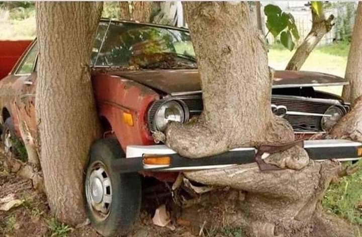 Tree growing through a car